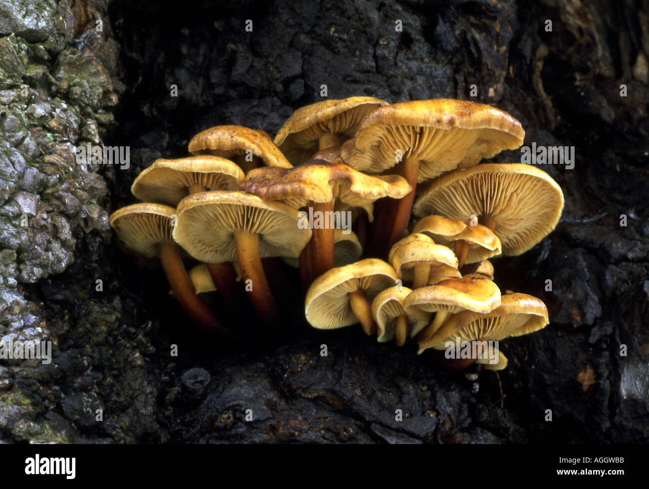 Fungus growing on the trunk of a rotting dead tree in deciduous forest Stock Photo