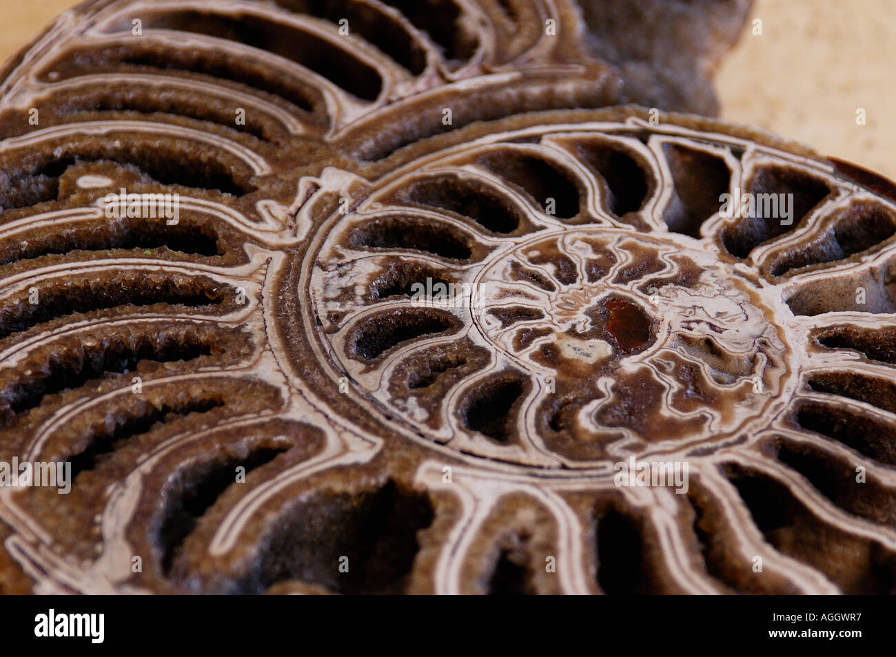 fossil shaped according to the Golden ratio/section (phi) Stock Photo