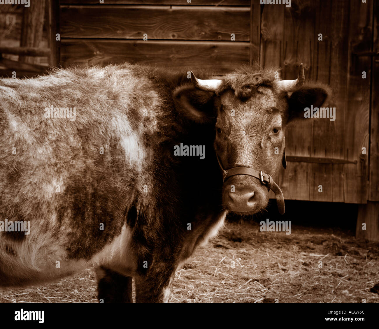 cow looking at camera in front of wooden barn doors sepia toned Stock Photo