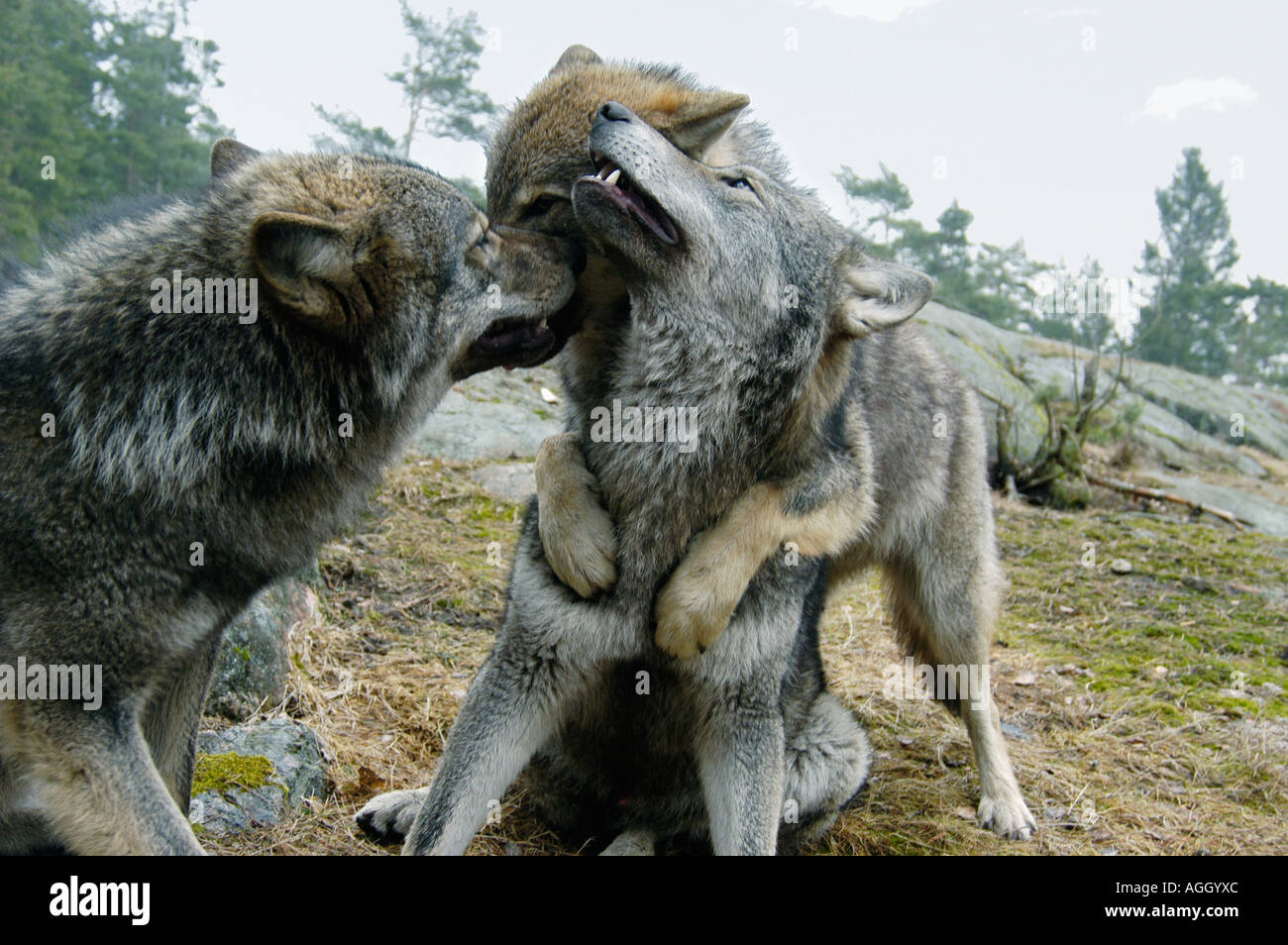 playful wolves, Kolmården Wildlife Park, Sweden Stock Photo - Alamy