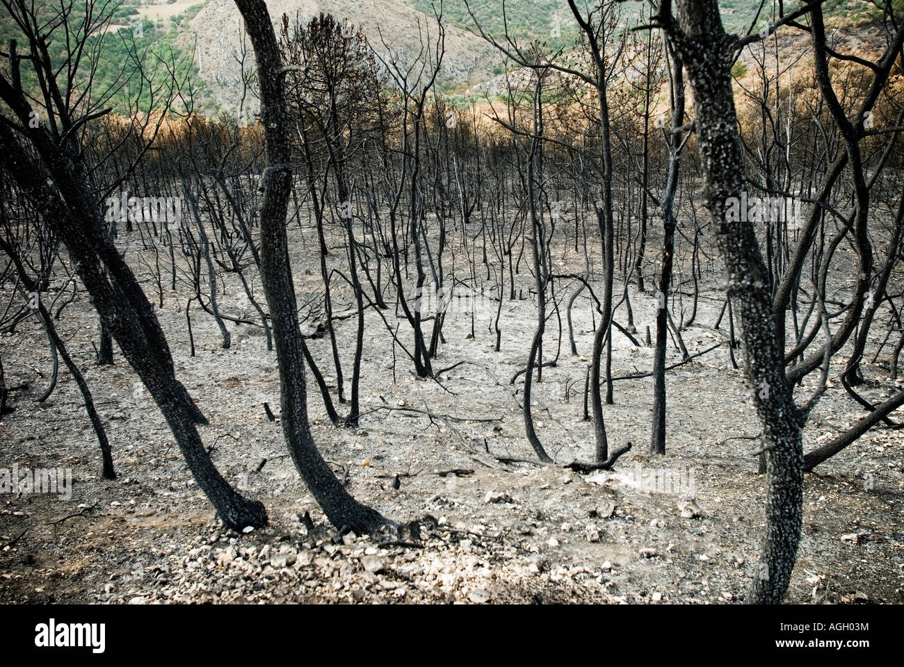 Italy, Abruzzo, Capestrano - 2007.  Wildfire Stock Photo