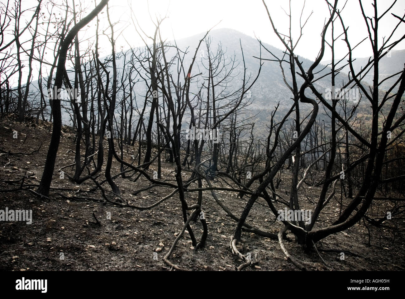 Italy, Abruzzo, Capestrano - 2007. Wildfire Stock Photo