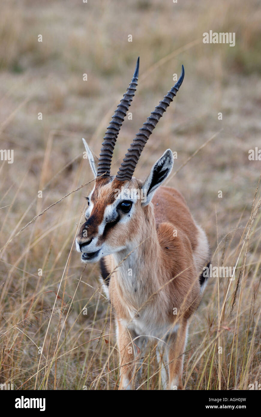 Portrait of male Thomson s Gazelle Masai Mara National Reserve Kenya ...