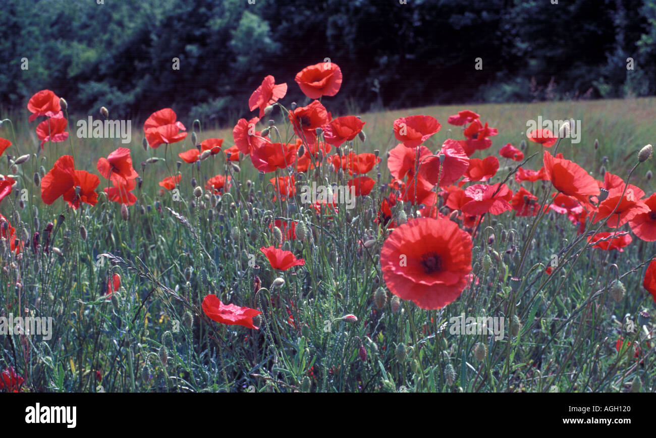 Poppies of france hi-res stock photography and images - Alamy