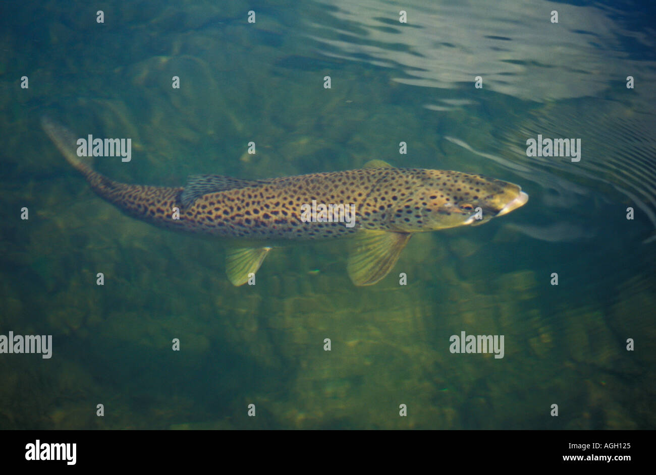 German Brown trout White River Arkansas Stock Photo Alamy