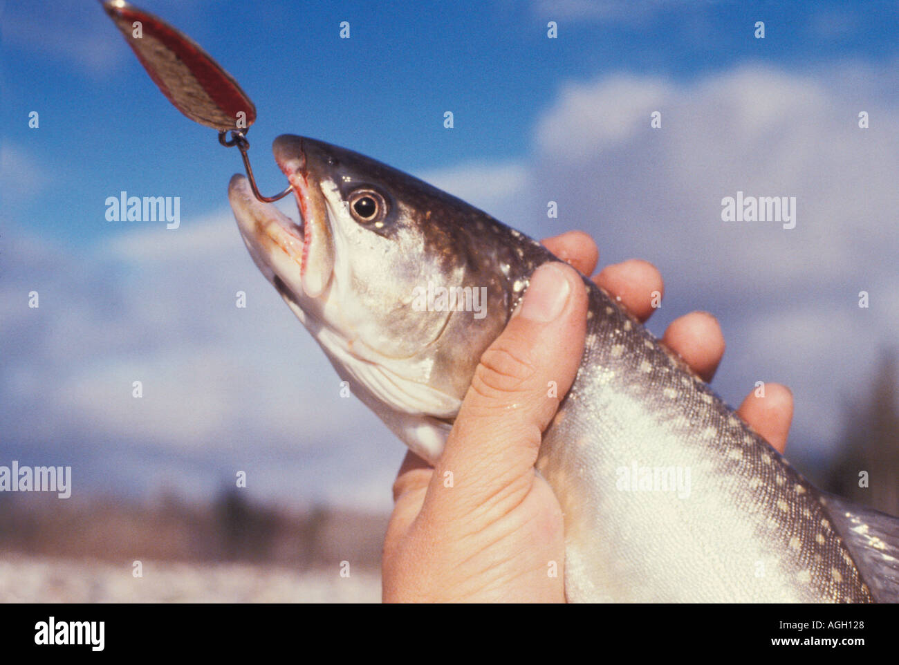 Sport caught Bull trout from the Skagit River Washington state also  referred to as Dolly Varden by some anglers this species Stock Photo - Alamy
