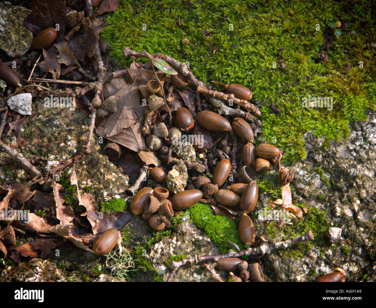 Ground acorns hi-res stock photography and images - Alamy