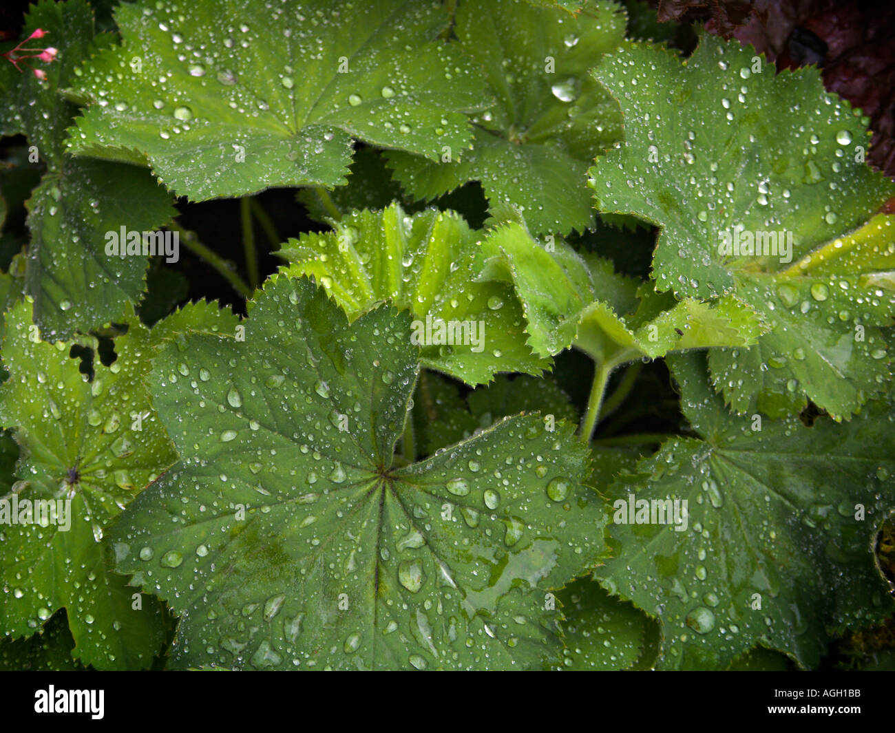 Alchemilla Mollis or Ladys Mantle with dewdrops Stock Photo
