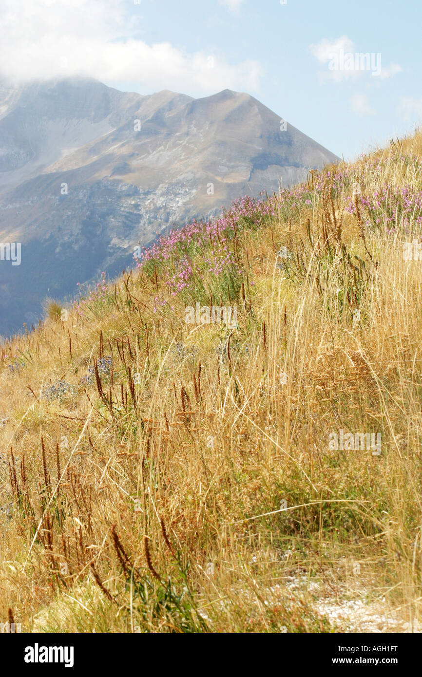 Grasses  blowing on the mountainside in the Sibillini National Park,Le Marche Italy Stock Photo