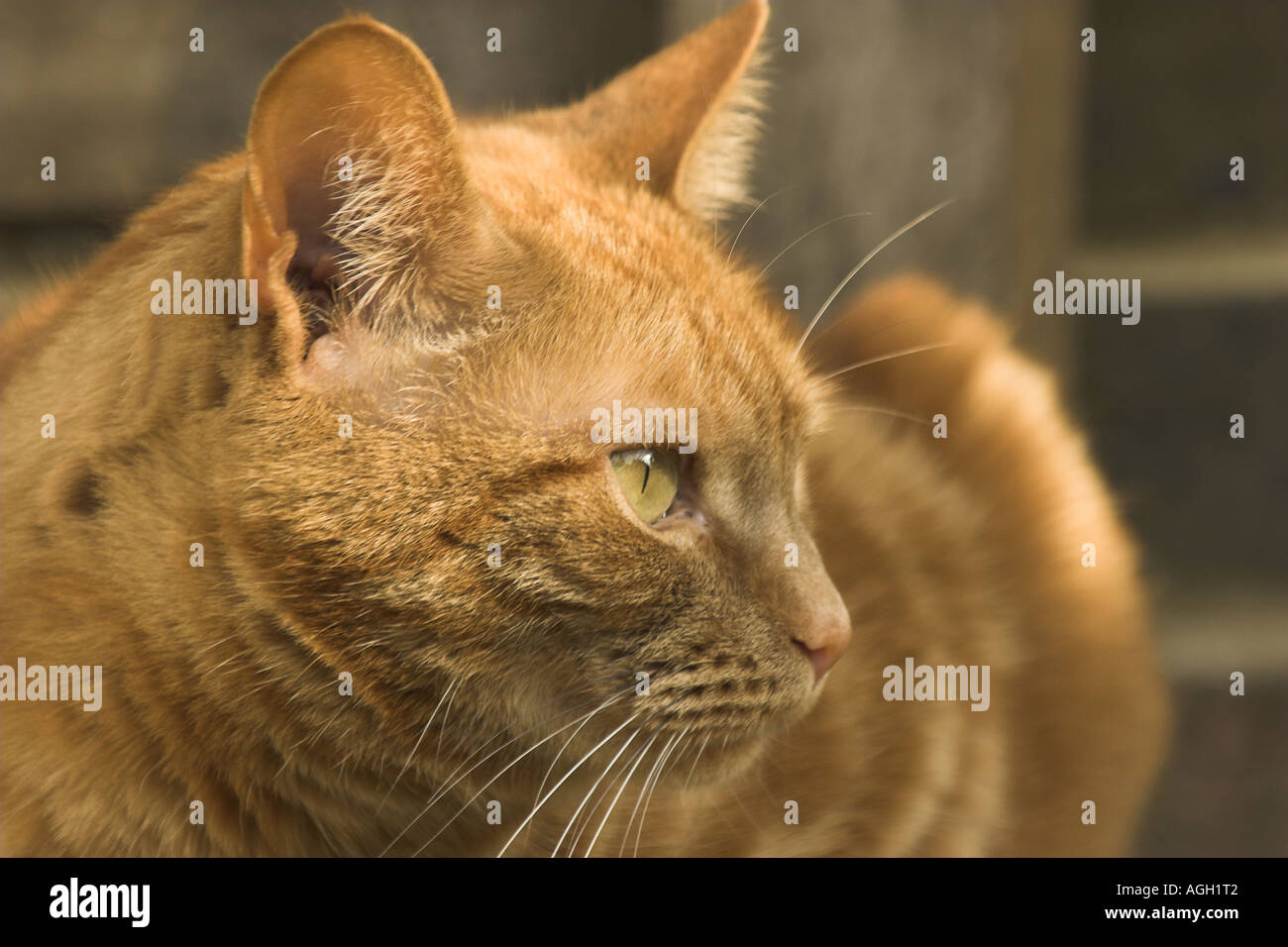 A domestic Ginger Tabby cat Stock Photo