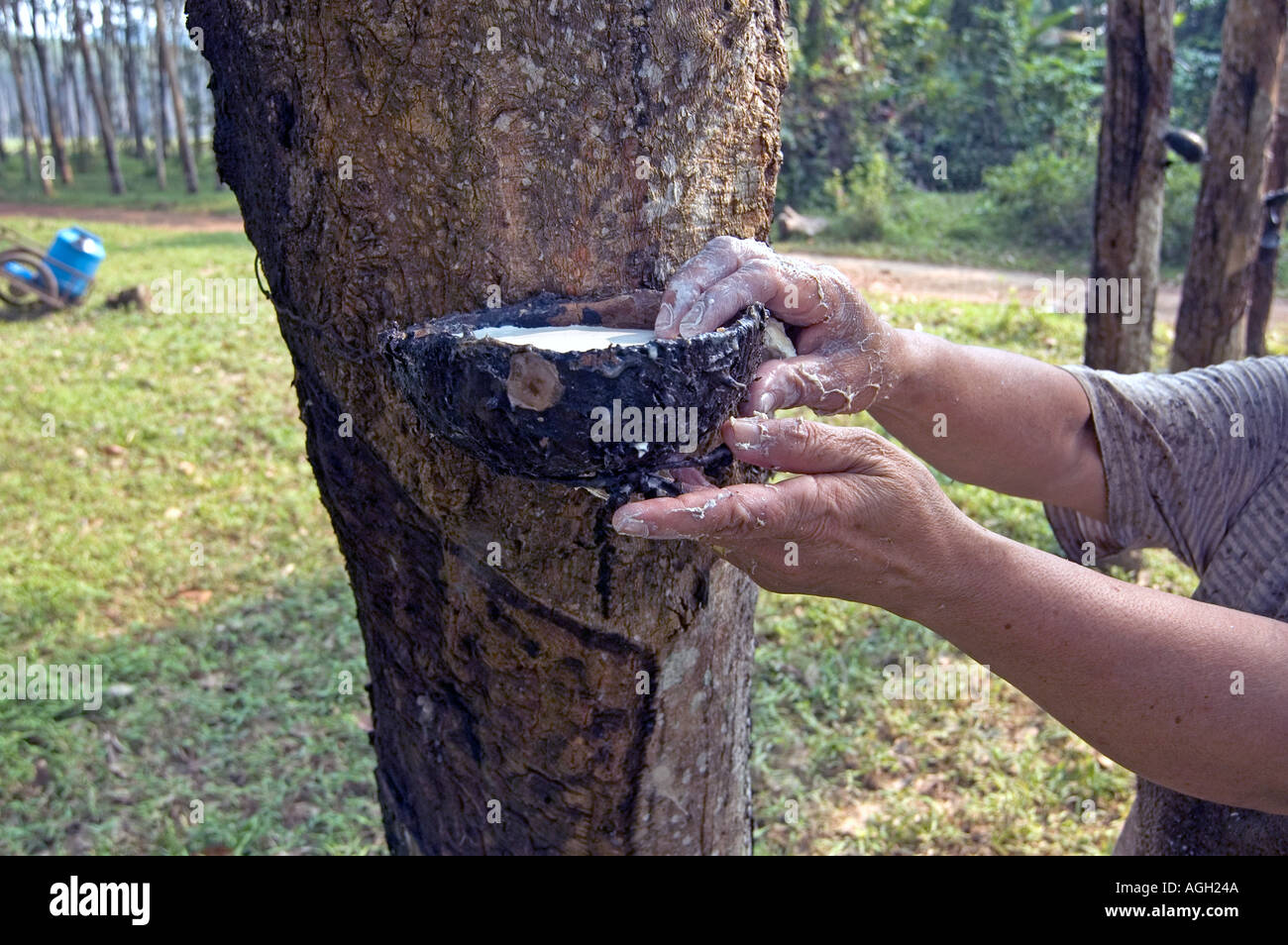 Rubber tree rubber tapping and Thai workers collecting rubber tree sap