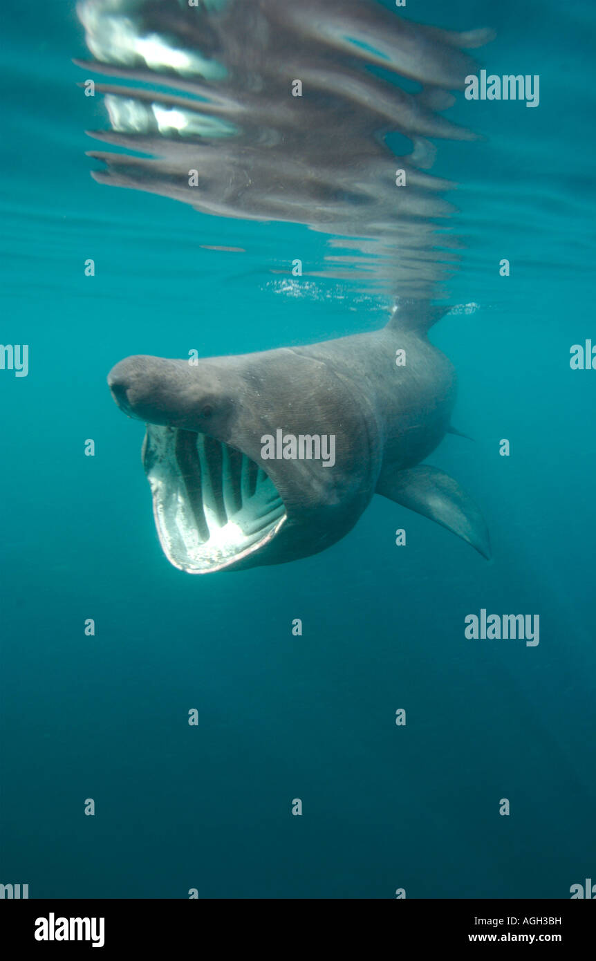 Basking shark gill rakers hi-res stock photography and images - Alamy