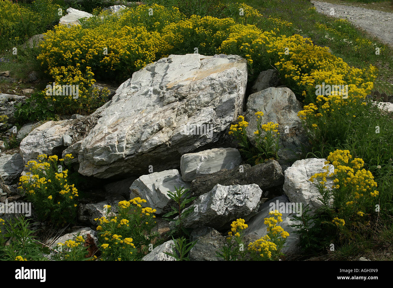 Rocks and Alpine flowers in La Grande Sassiere Le Saut nature reserve