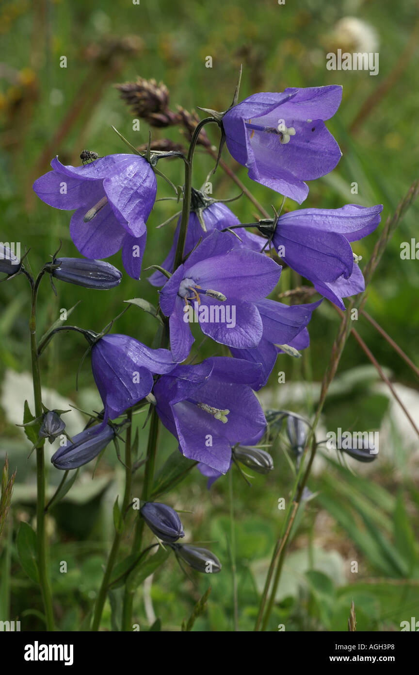 Alpine flowers in La Grande Sassiere Le Saut nature reserve Tarentaise