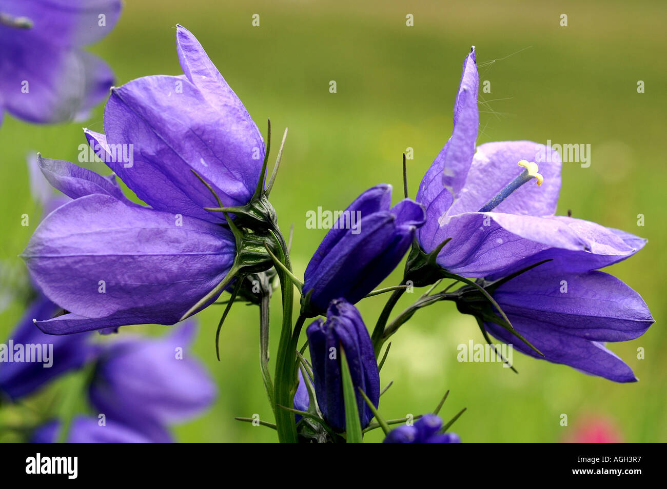Alpine flowers in La Grande Sassiere Le Saut nature reserve Tarentaise