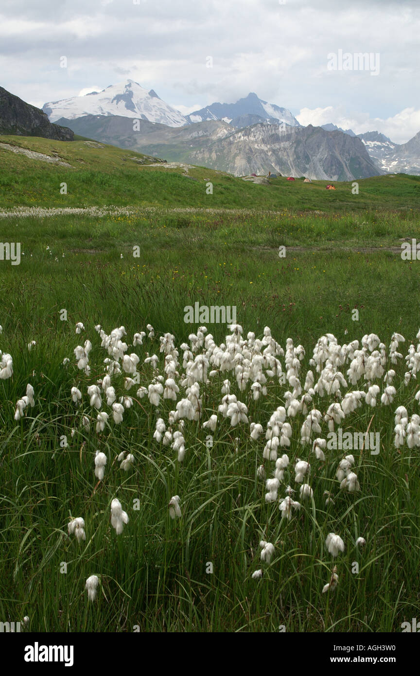 Alpine flowers in La Grande Sassiere Le Saut nature reserve Tarentaise