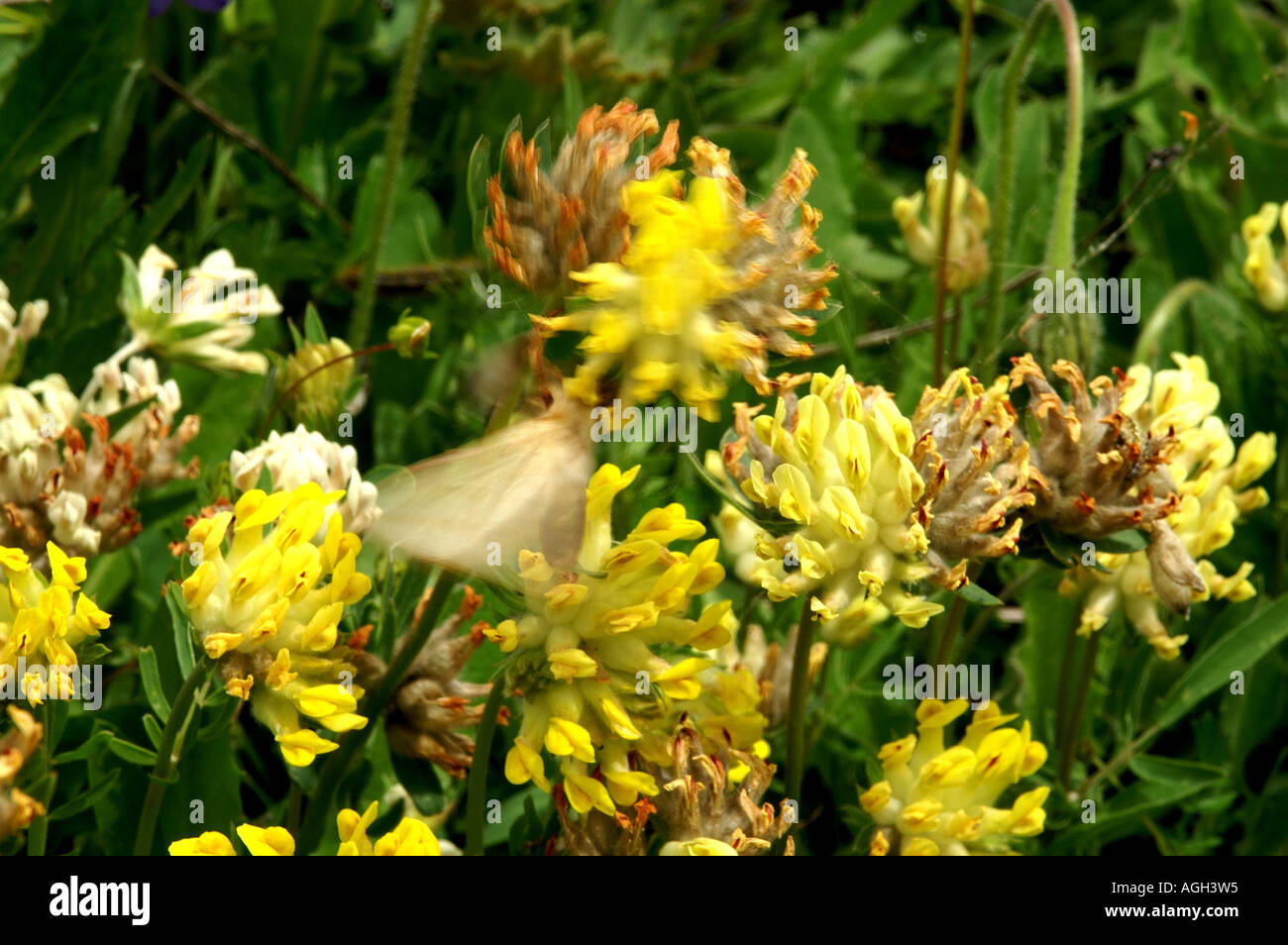 Alpine flowers in La Grande Sassiere Le Saut nature reserve Tarentaise