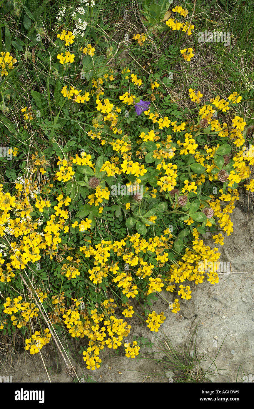 Alpine flowers in La Grande Sassiere Le Saut nature reserve Tarentaise