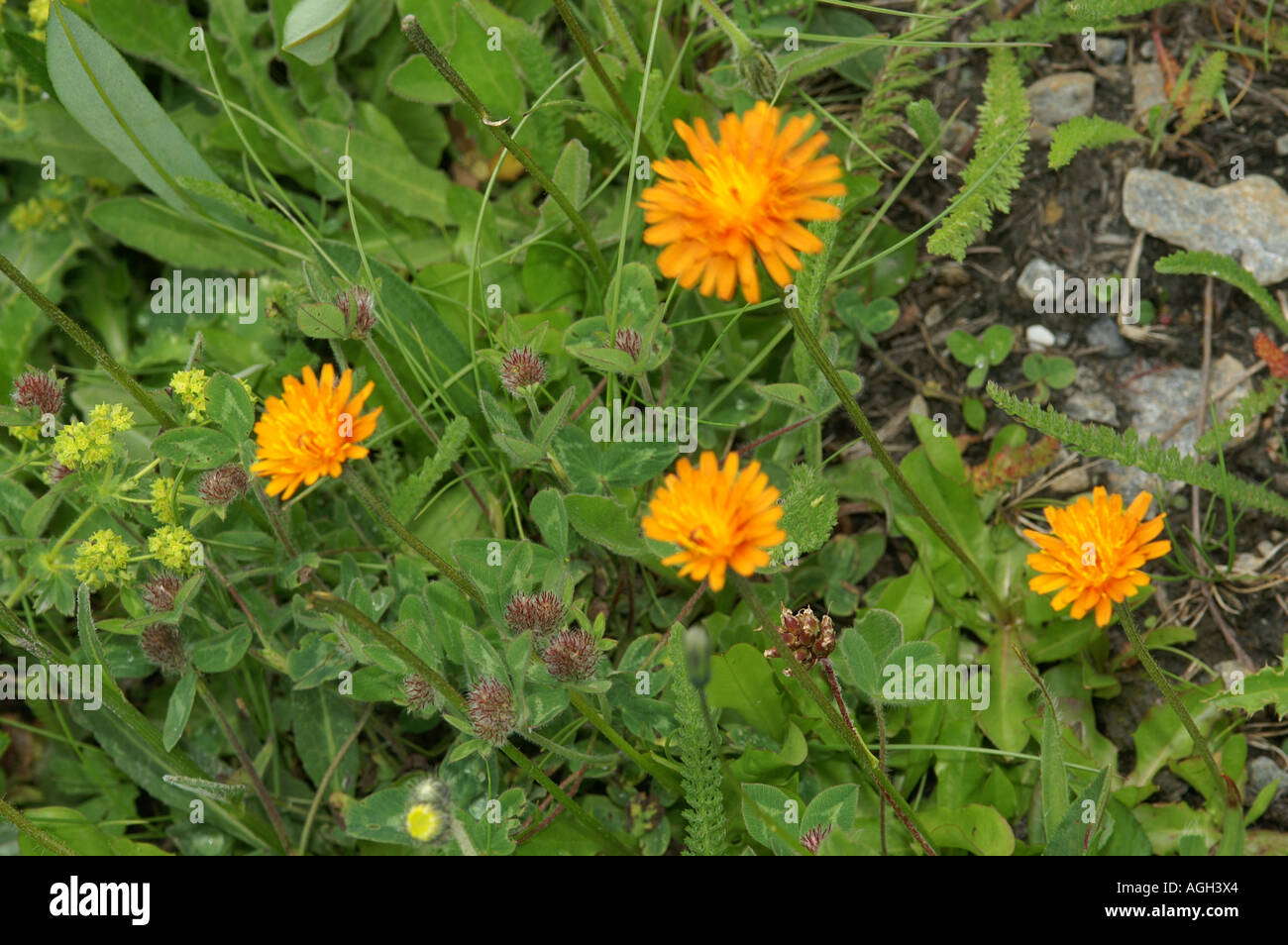 Alpine flowers in La Grande Sassiere Le Saut nature reserve Tarentaise