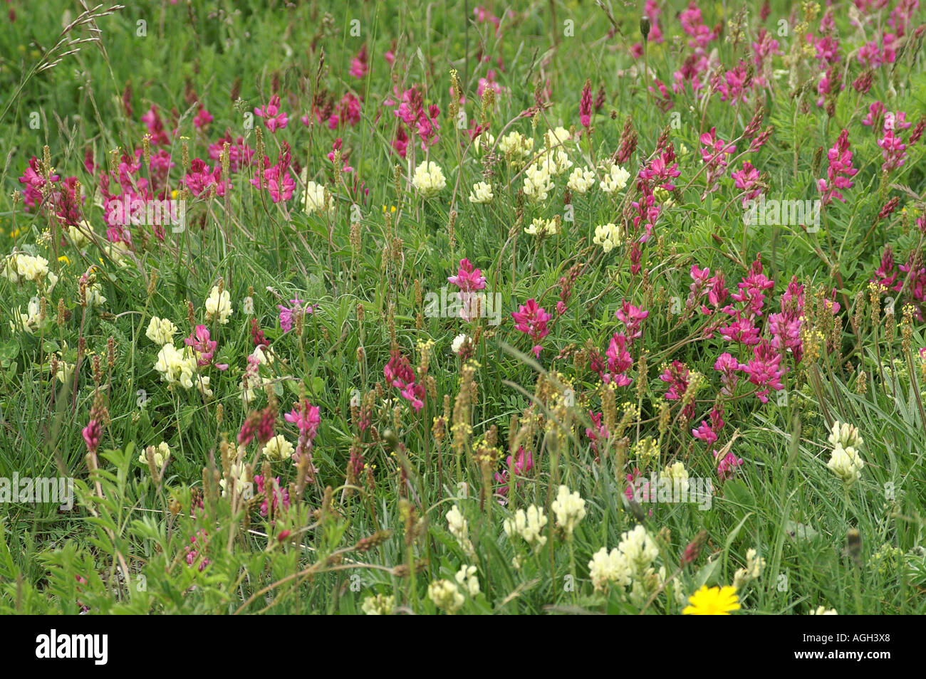 Alpine flowers in La Grande Sassiere Le Saut nature reserve Tarentaise