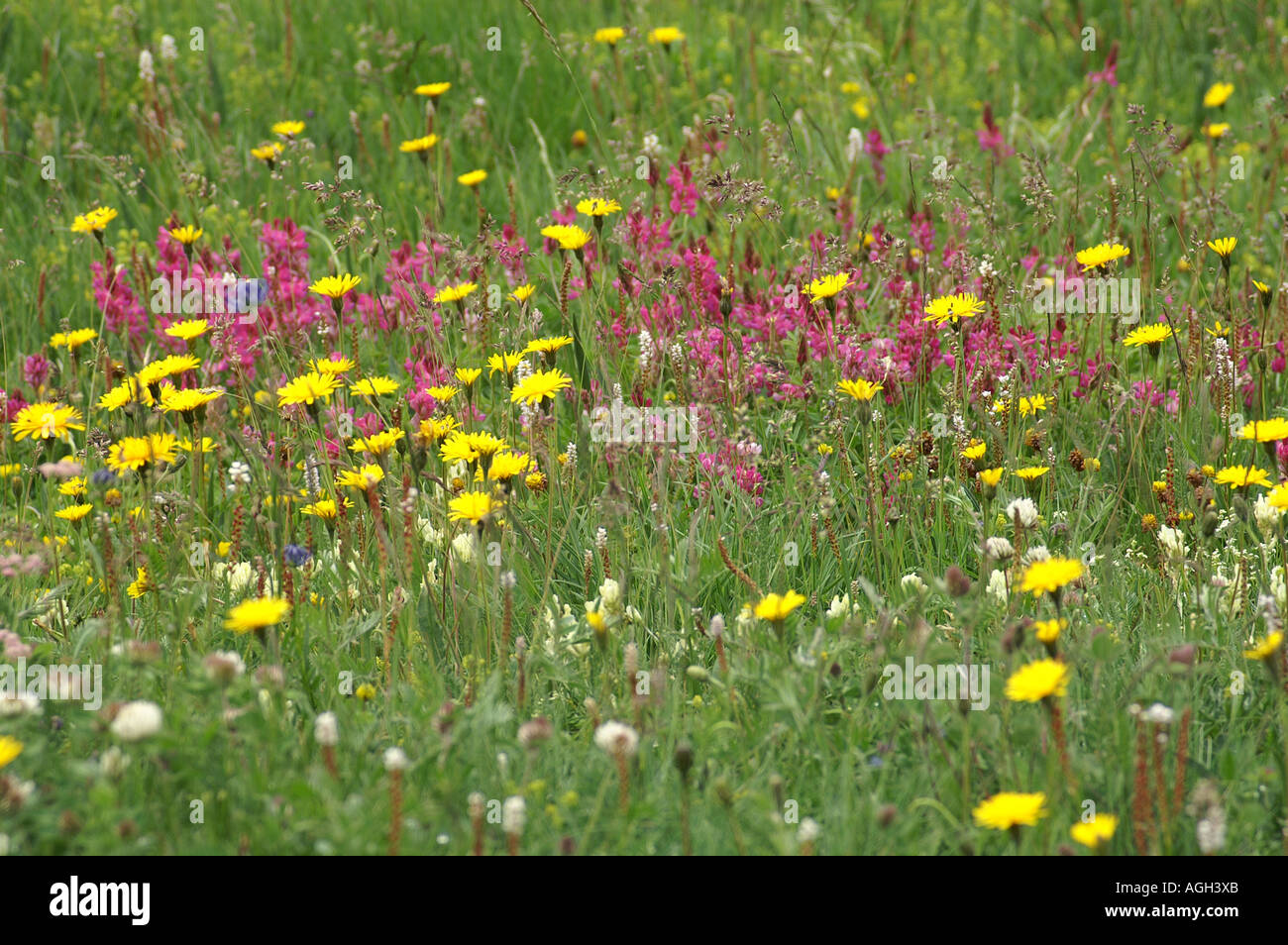 Alpine flowers in La Grande Sassiere Le Saut nature reserve Tarentaise