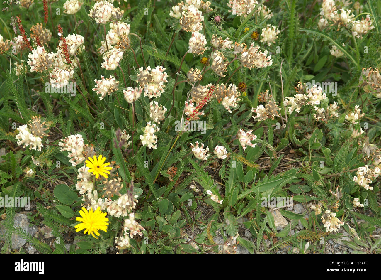 Alpine flowers in La Grande Sassiere Le Saut nature reserve Tarentaise