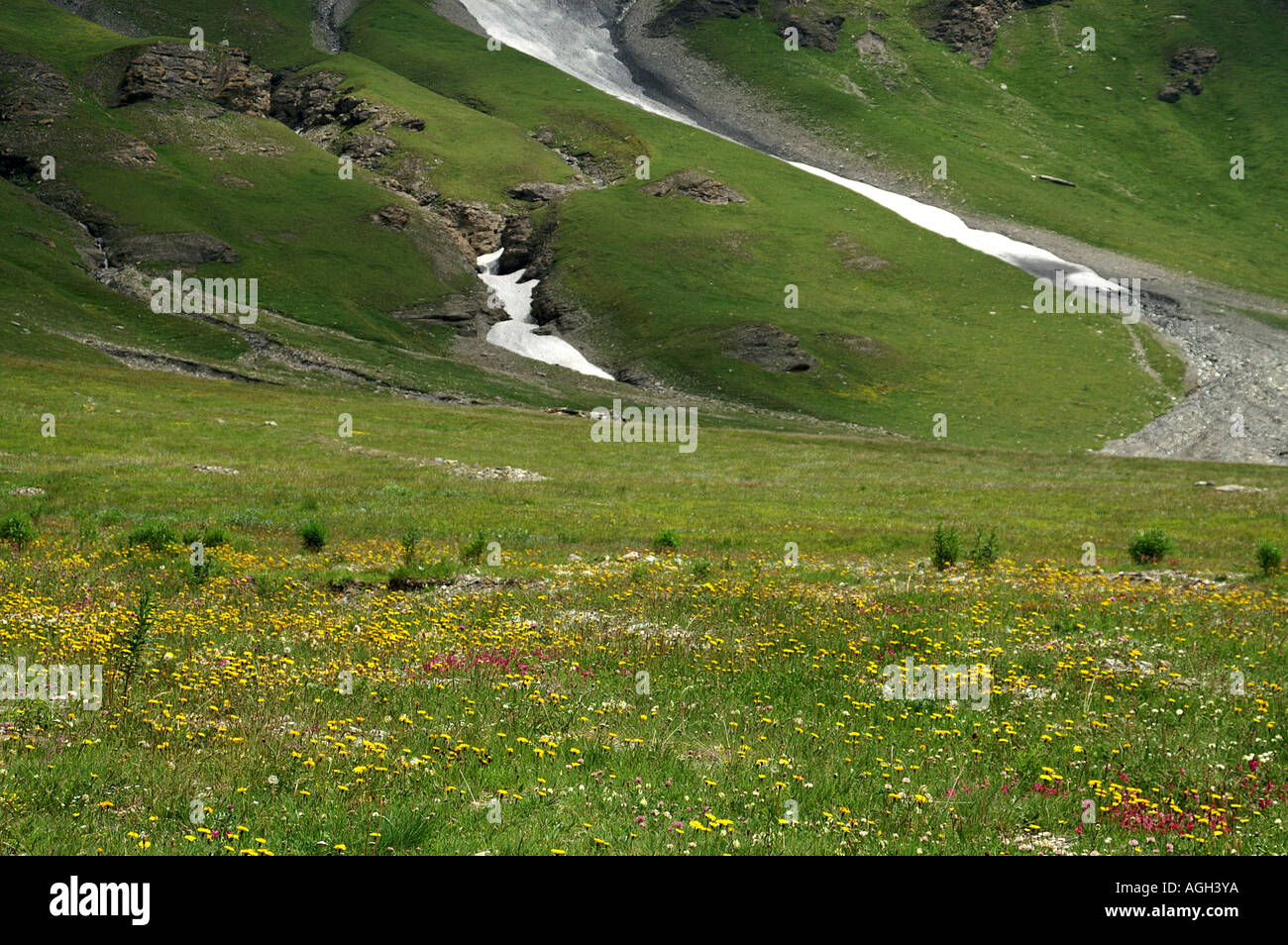 Snow in gulley and alpine flowers in La Grande Sassiere Le Saut nature