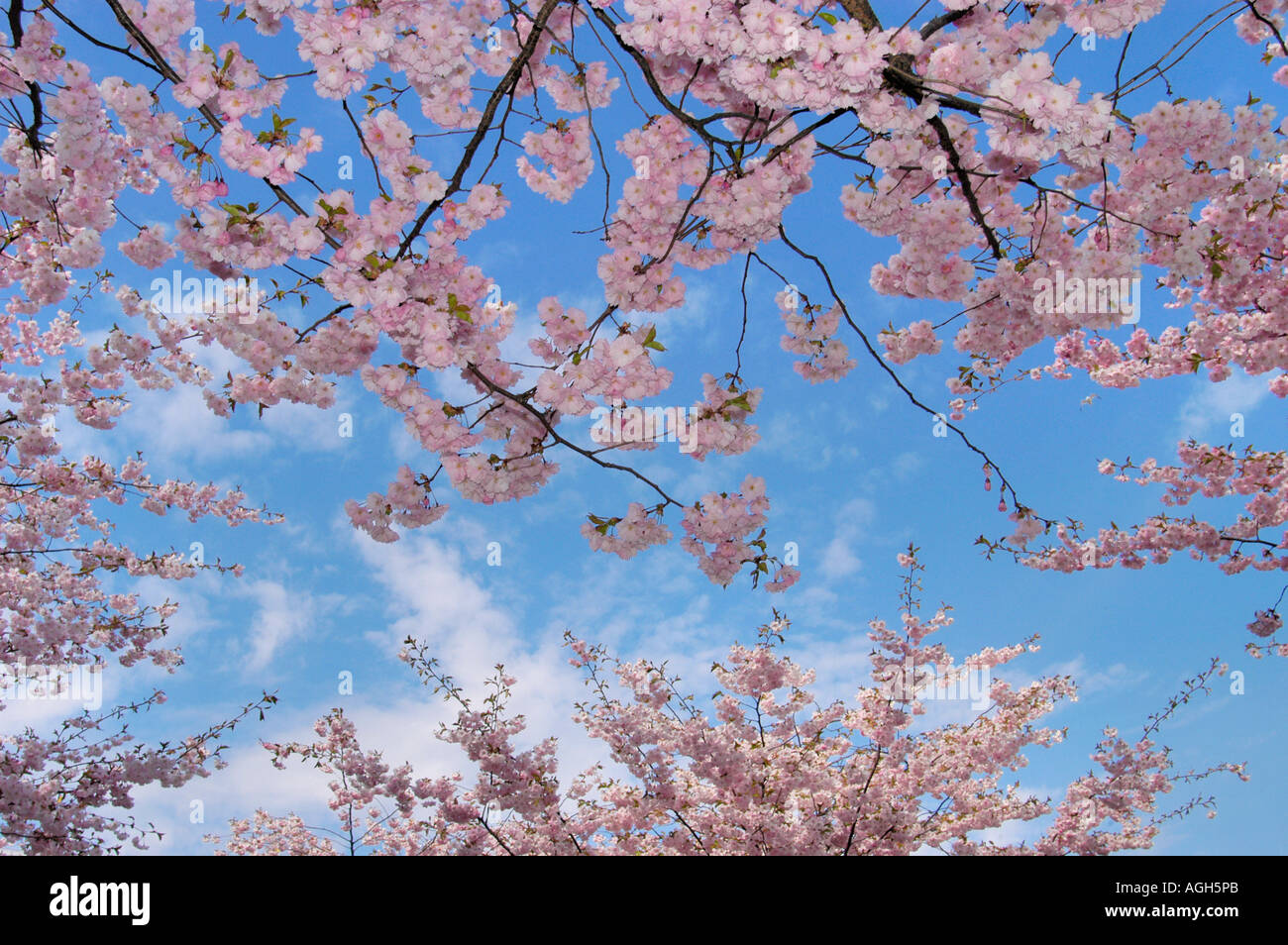 Cherry blossom trees in summer hi-res stock photography and images - Alamy