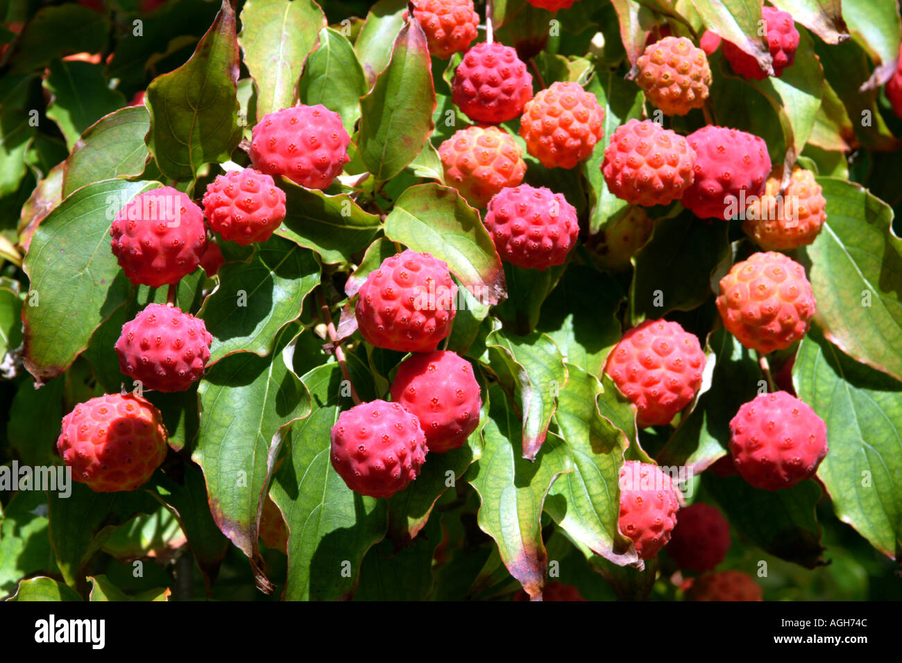 cornus mas or cornus kousa frozen fruit for sale cornus mas or cornus kousa frozen fruit for sale