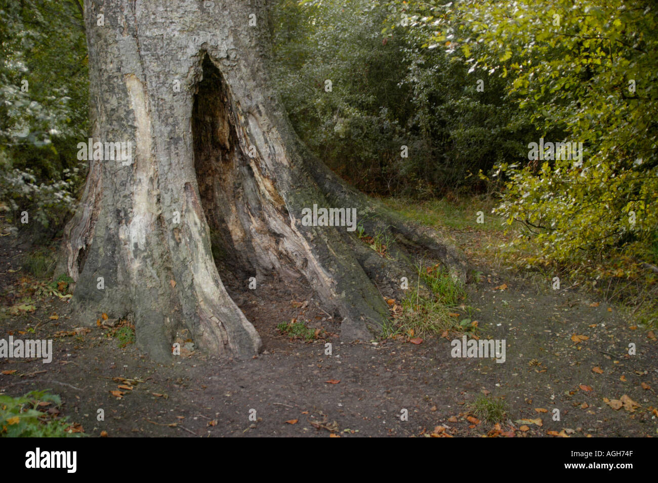 Old tree woods england hi-res stock photography and images - Alamy
