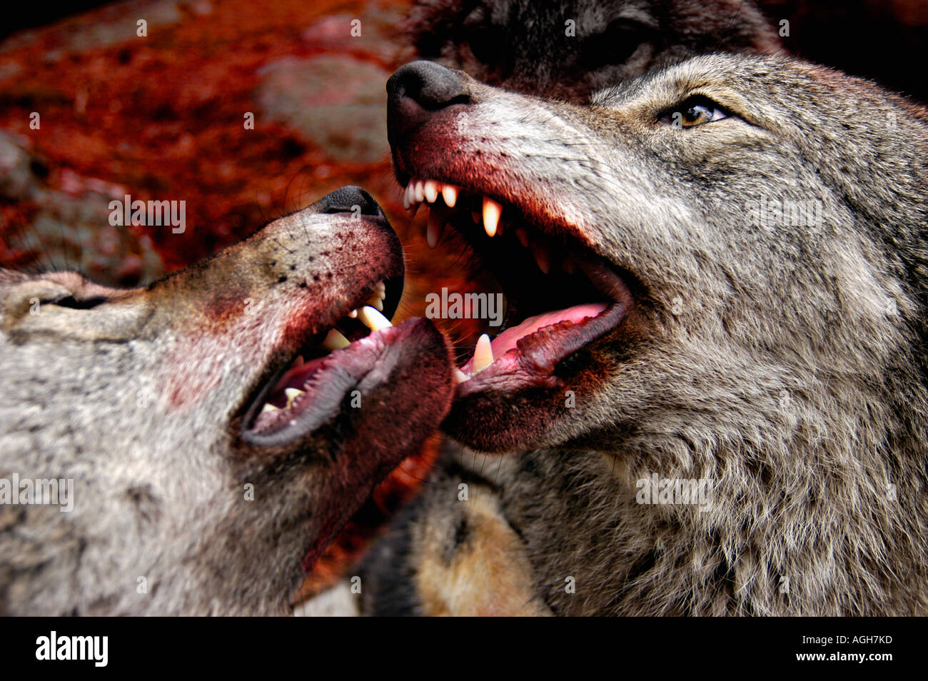 wolves in bloody fight, Nothern Sweden Stock Photo Alamy
