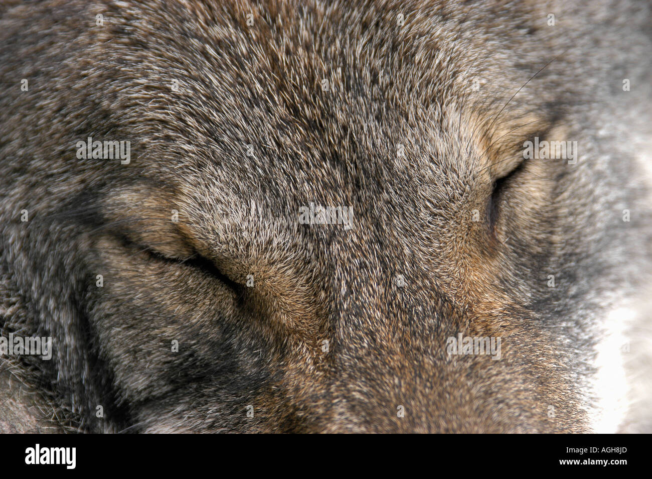 wolf taking a nap, Kolmården Wildlife Park, Sweden Stock Photo