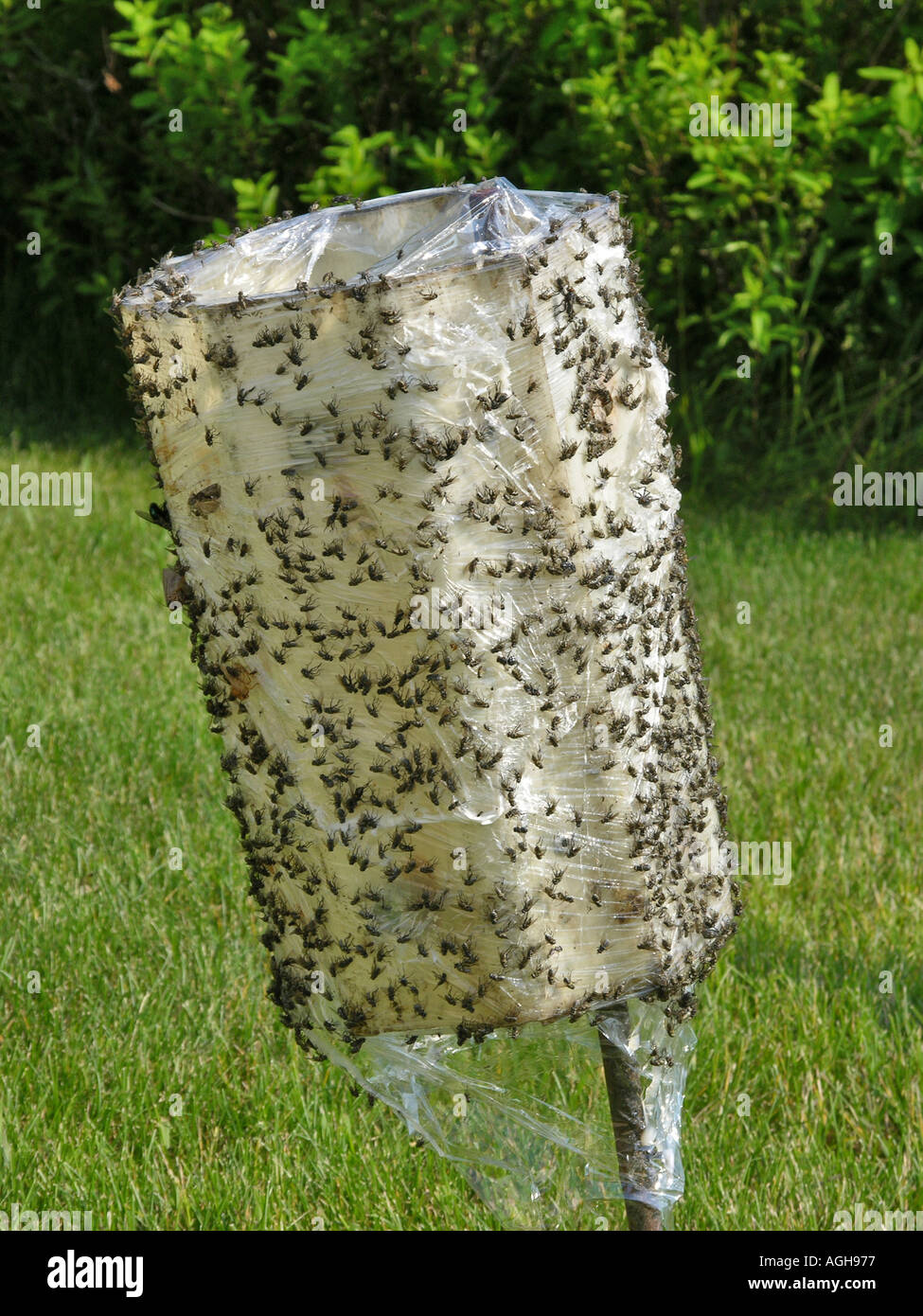 How to make a sticky fly trap deals
