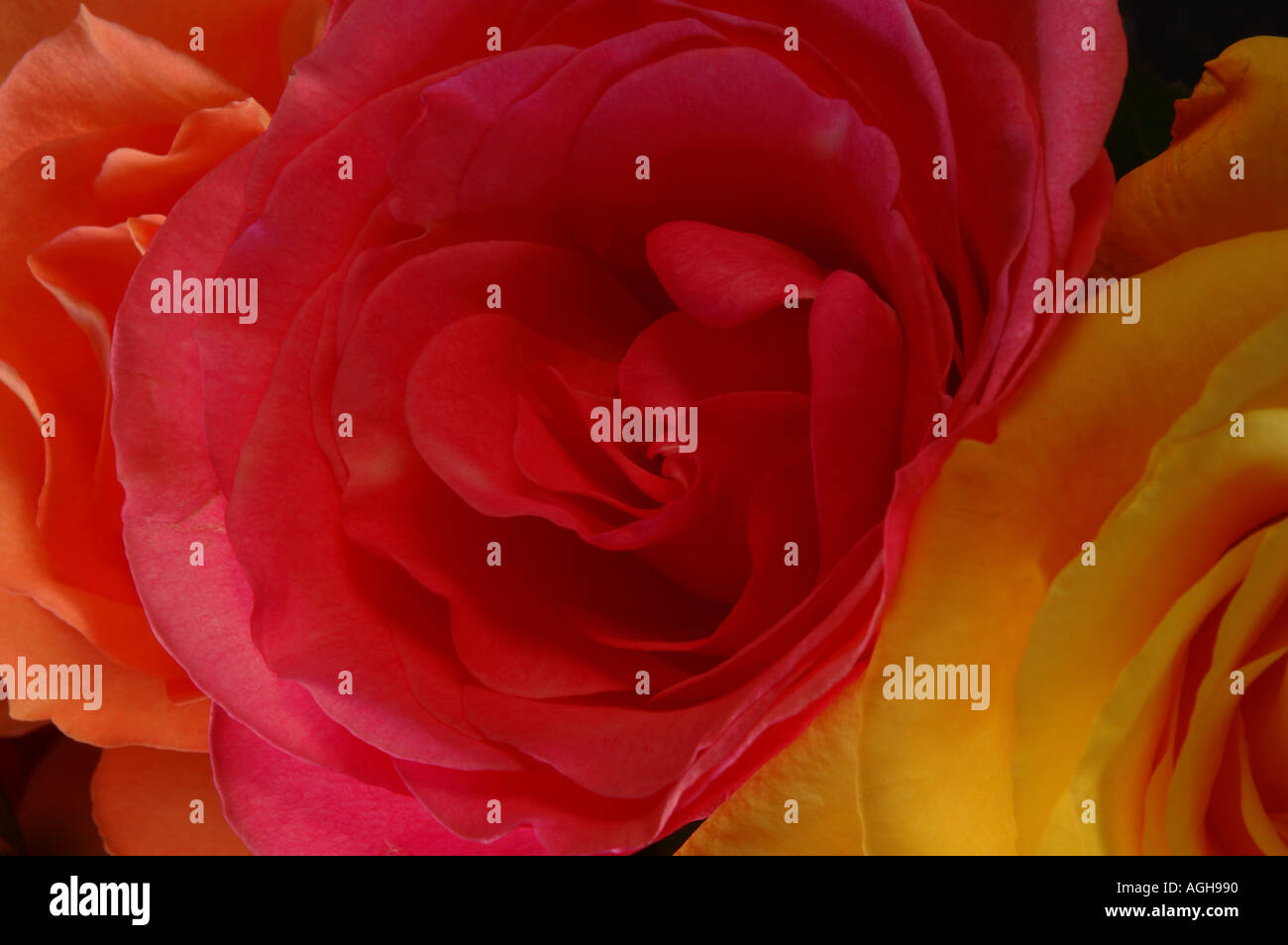 Sprial plant hi-res stock photography and images - Alamy