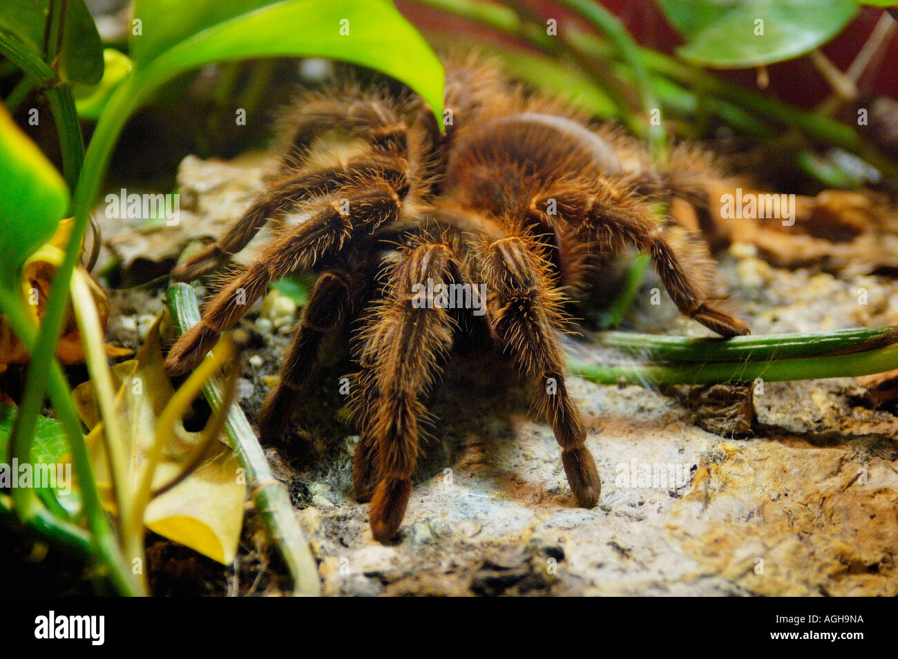 tarantula spider in captivity Stock Photo