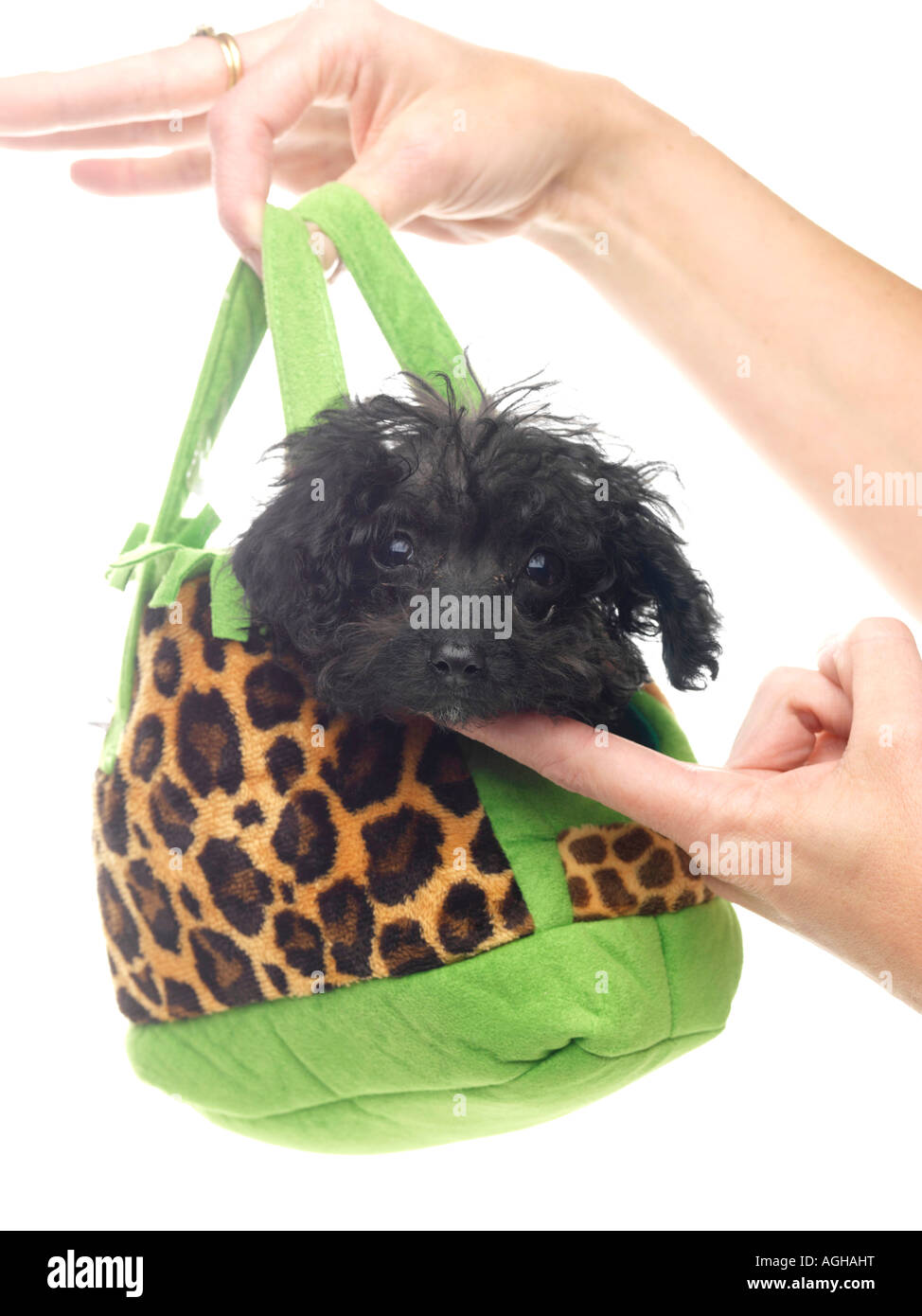 Dogs in handbags hires stock photography and images Alamy