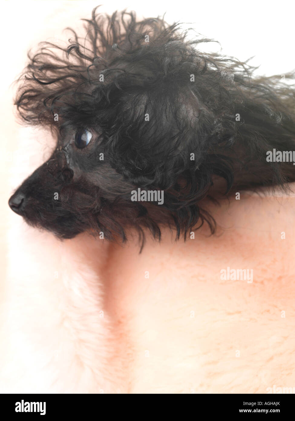 Puppy in Handbag Stock Photo Alamy