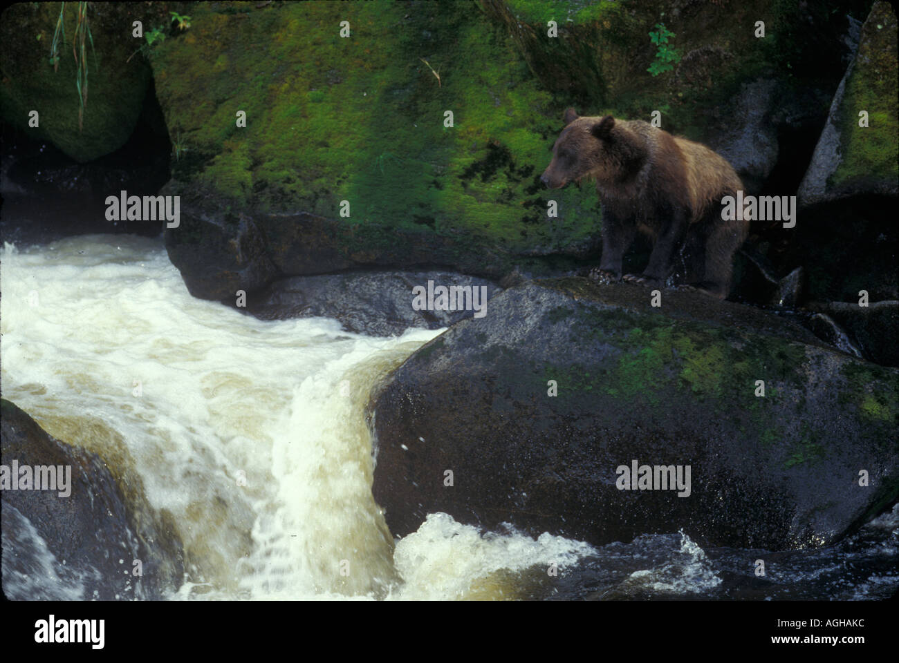 USA Alaska Anan Creek Alaska Brown Bear Ursus arctos fishing for salmon ...