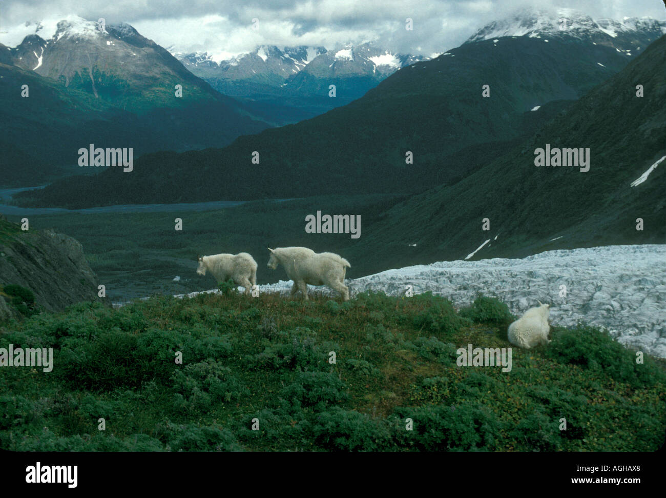USA Alaska Seward Kenai Peninsula Seward Highway Exit Glacier and