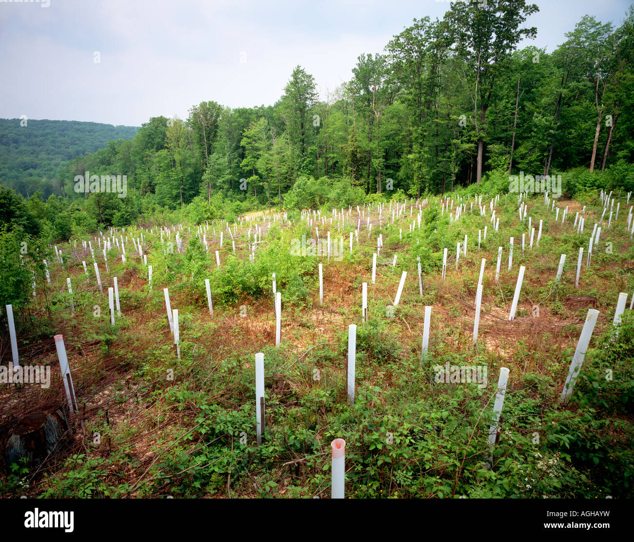Clearcut replanted Near Chapman State Park, Allegheny National Forest, Warren County