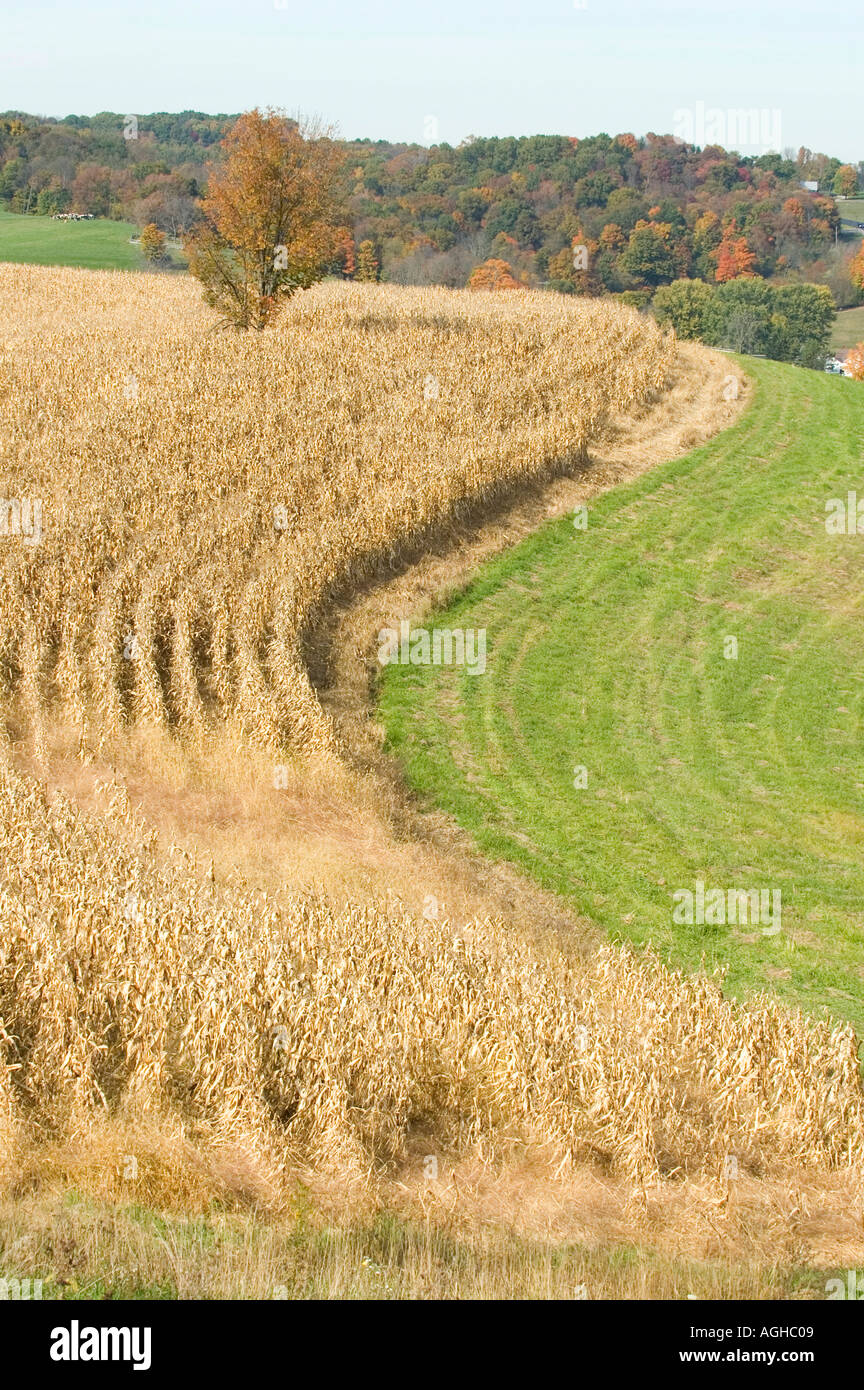 Ohio corn field at harvest time Stock Photo Alamy