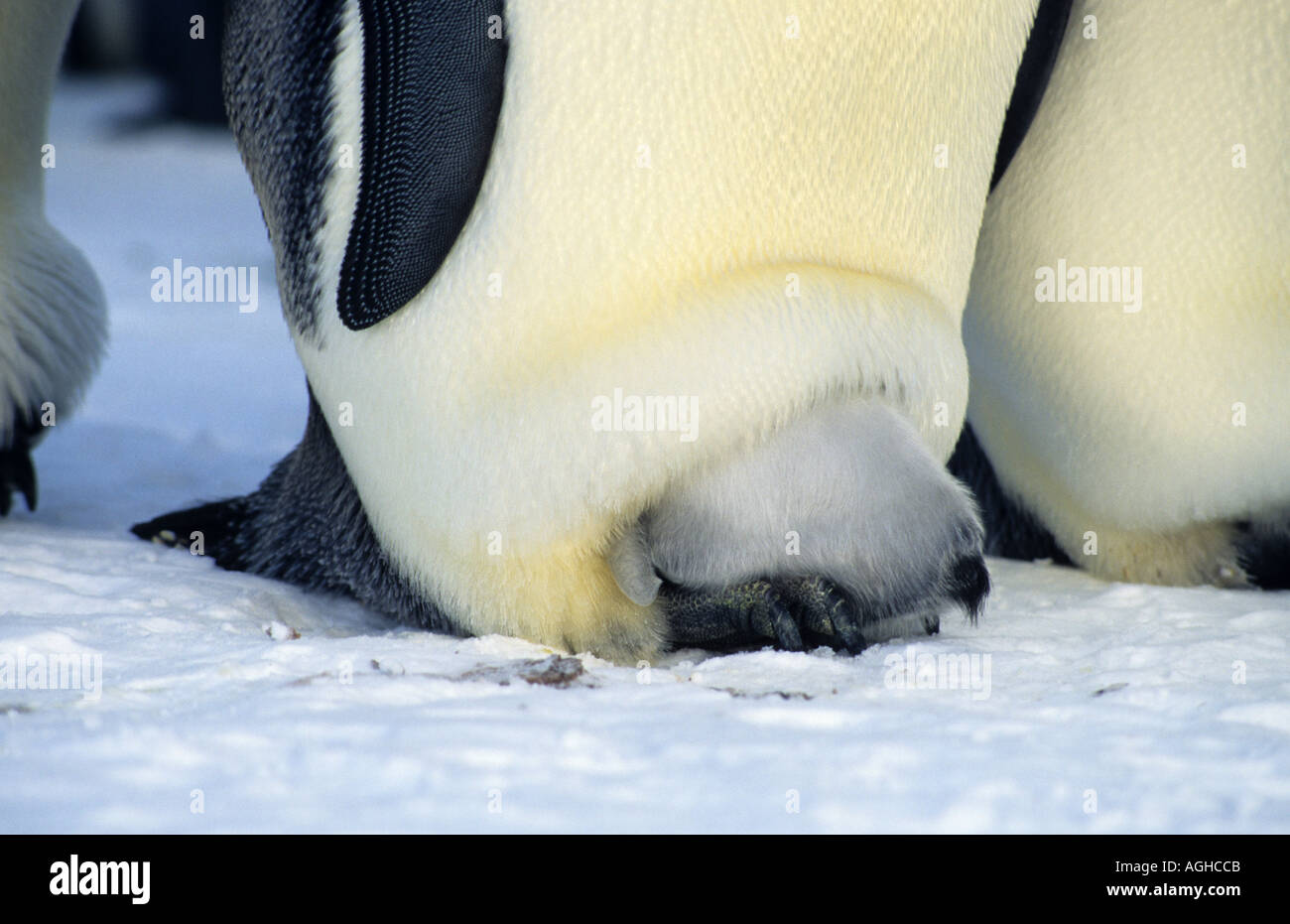 Que Cachent Les Manchots ? Penguins sleep hi-res stock photography and images - Page 2 - Alamy