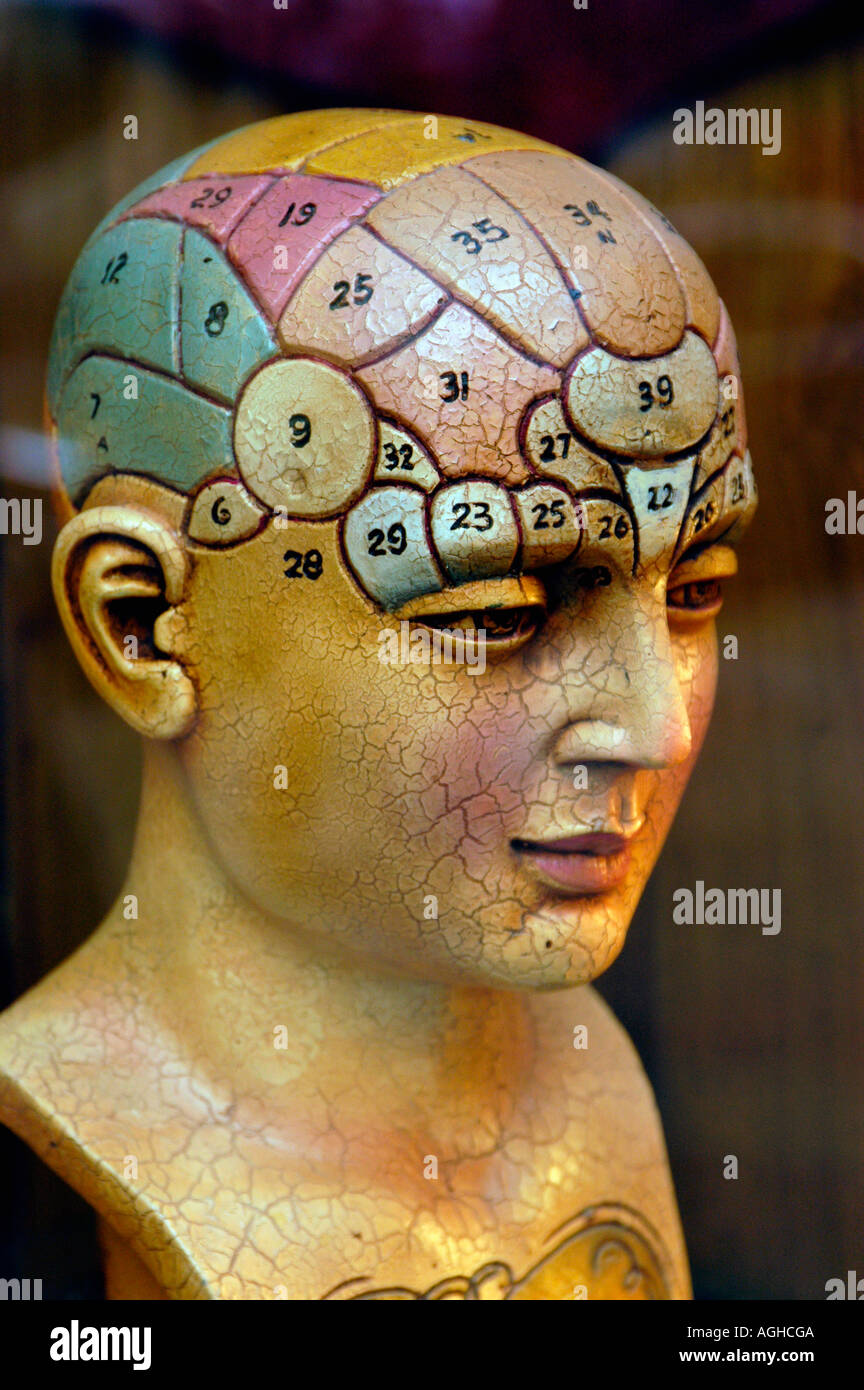 a model of the human brain Stock Photo - Alamy