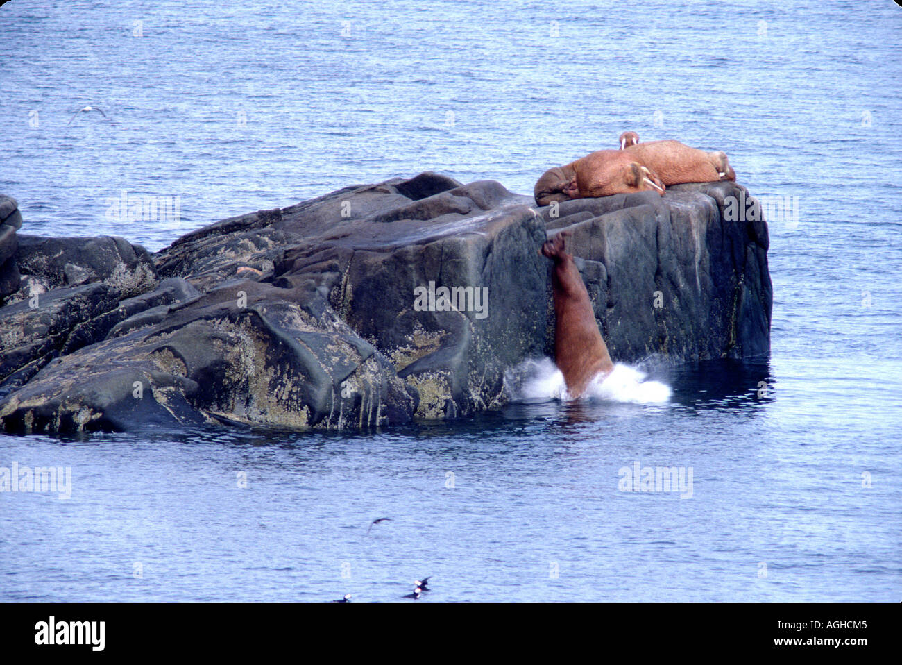 Alaska Bering Sea Bristol Bay Round Island Walrus Islands St Wildlife ...