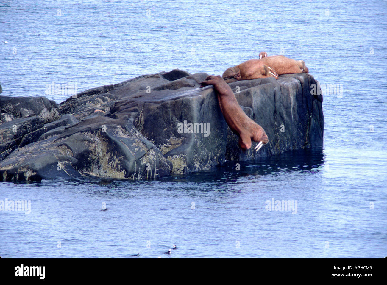 Alaska Bering Sea Bristol Bay Round Island Walrus Islands State ...