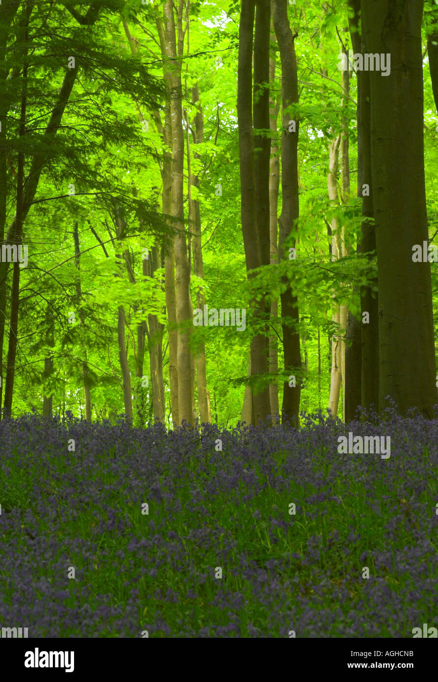 woodland carpeted with bluebells / wildflowers with upright trees and fresh cool green leaves and foliage Stock Photo