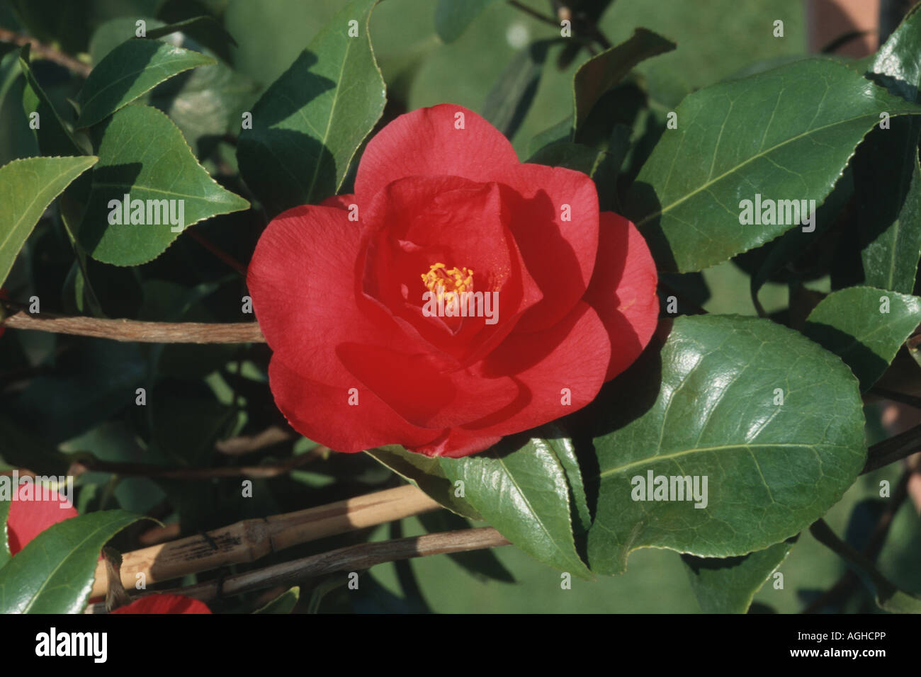 Beautiful red camellia flowers hi-res stock photography and images - Alamy