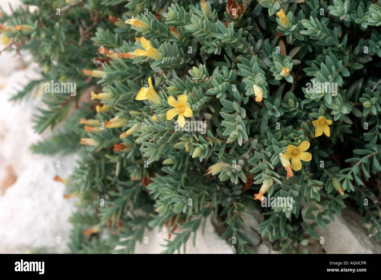 St. Johns wort (Hypericum aegypticum subsp. webbii), blooming plant, Greece, Creta Stock Photo
