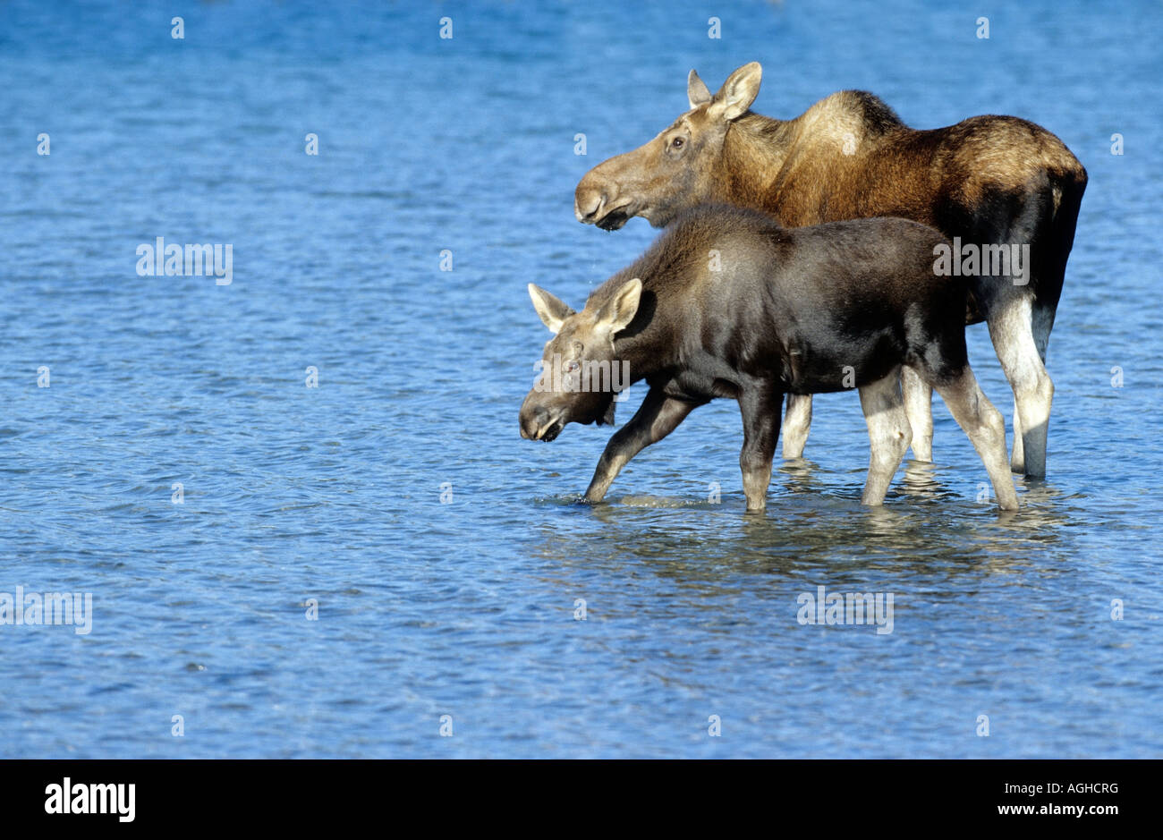 Elch Alces alces Elchkuh mit Kalb female with calf walking in shallow water Stock Photo