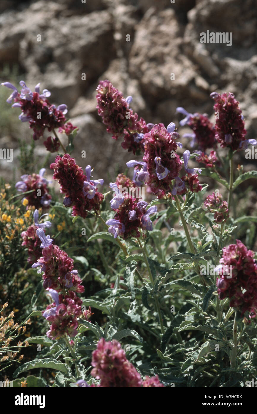 Applebearing sage (Salvia pomifera), blooming plants, Greece, Creta